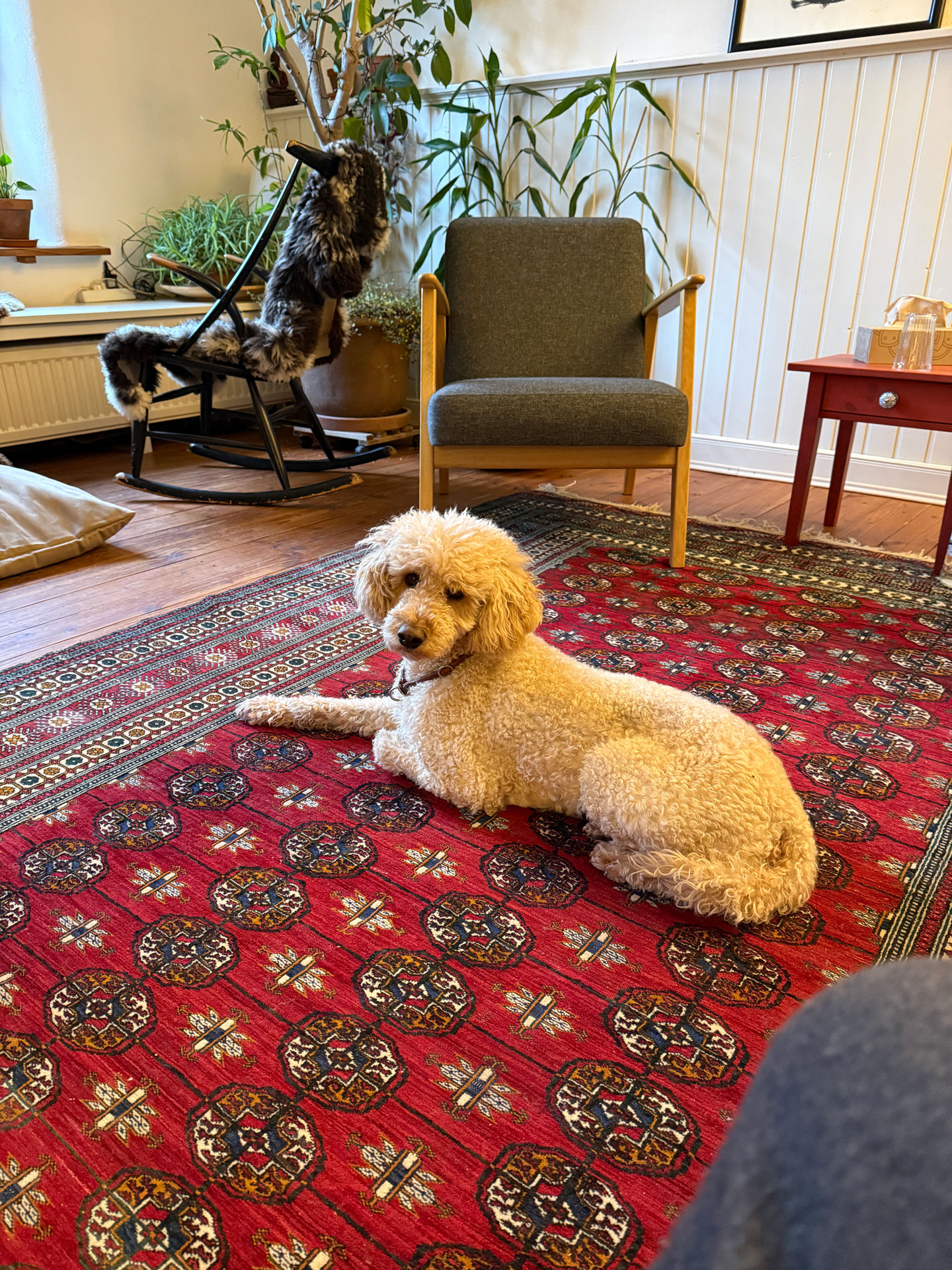 Hund auf einem roten Teppich zwischen Sesseln und Schaukelpferd