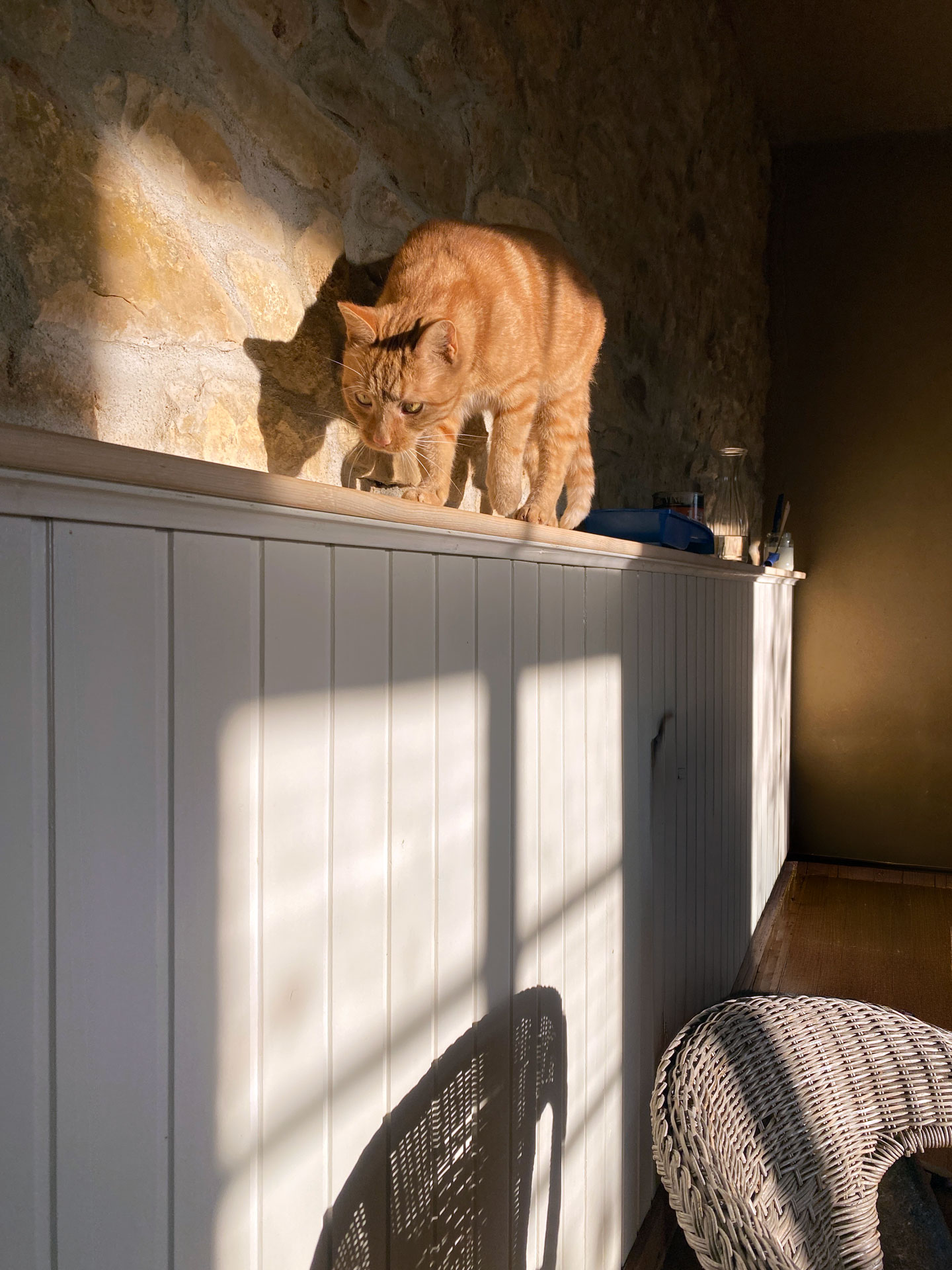 Rote Katze im Sonnenlicht auf einer Mauerbrüstung im Praxisraum